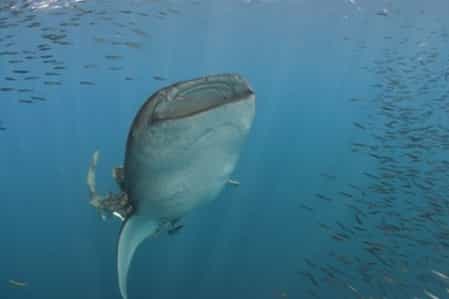 blog-whale shark-tiburon ballena- peces-1-1-2-1