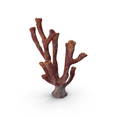 Coral Tube-H03-2k-png-1
