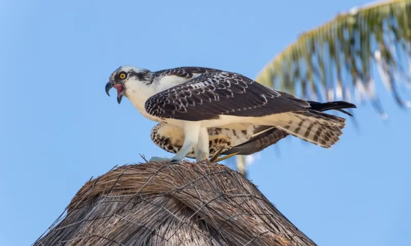 Aguila pescadora