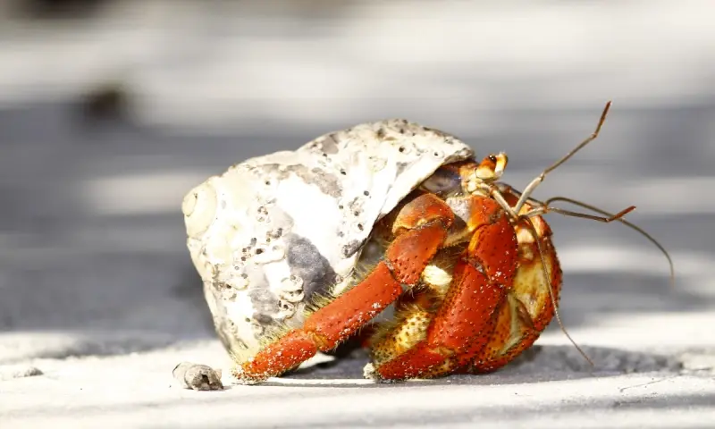 Hermit crab in Contoy